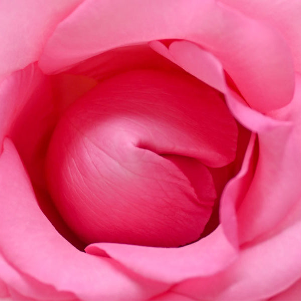 Inside a rose, 4 g-spots