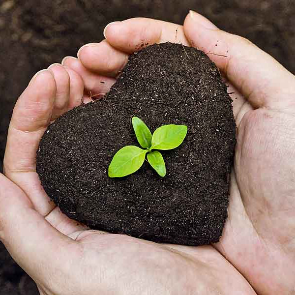 Seedling in soil heart, Fertility Testing for Men