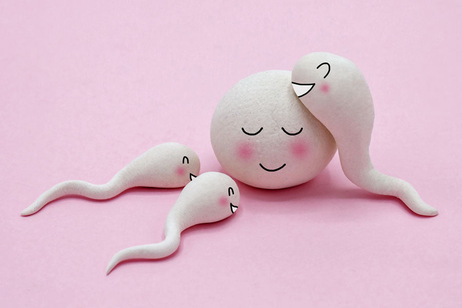 Debunking The Myth That Sperm Solely Determines Egg Fertilization