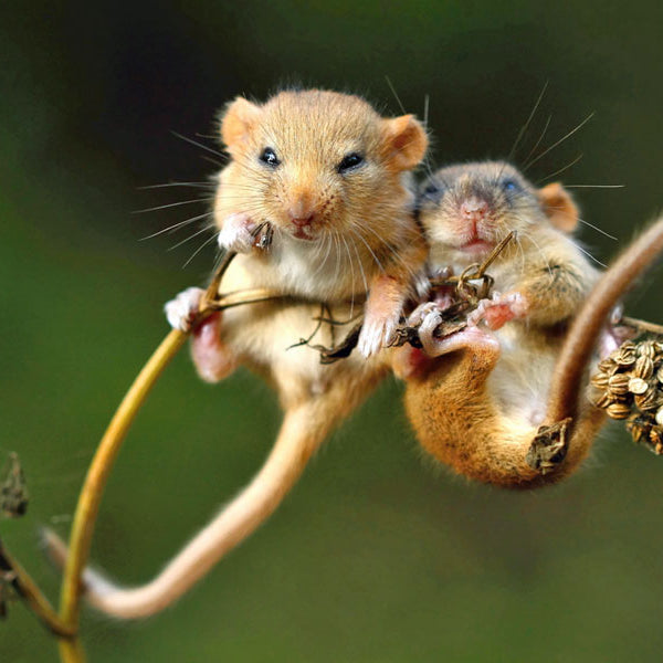 two mice hanging on a branch