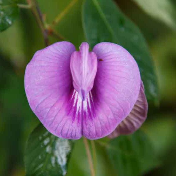 Flower, Vaginal Sex Techniques