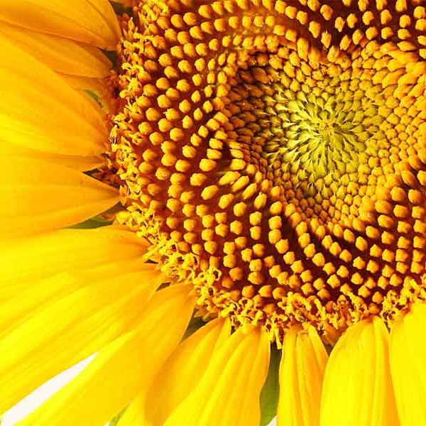Sunflower with Heart, Color Therapy & Sex