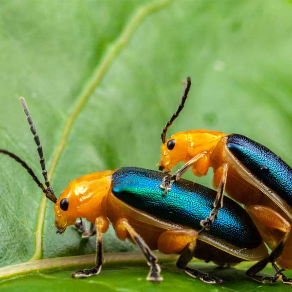 Bugs having sex, Environment Sex