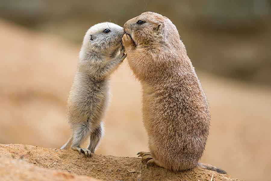 Kissing Techniques