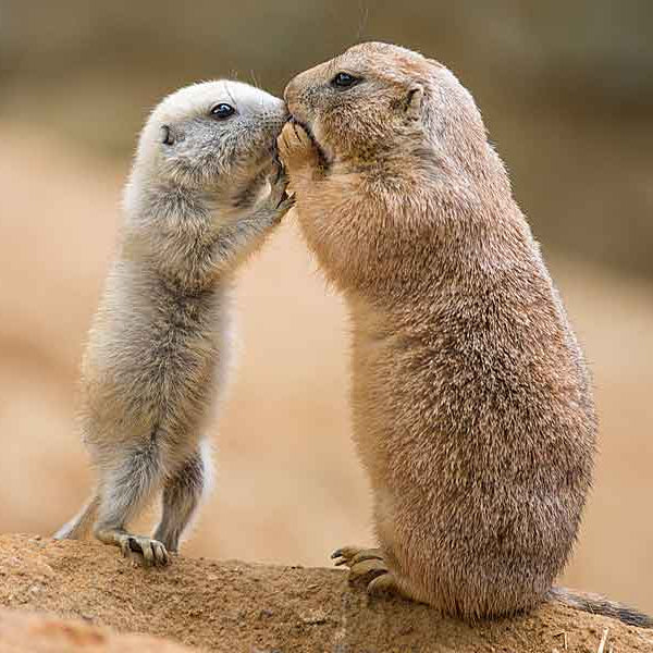 Prairie Dogs Kissing, Kissing Techniques