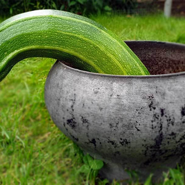 Bent zucchini, Peyronie's Disease