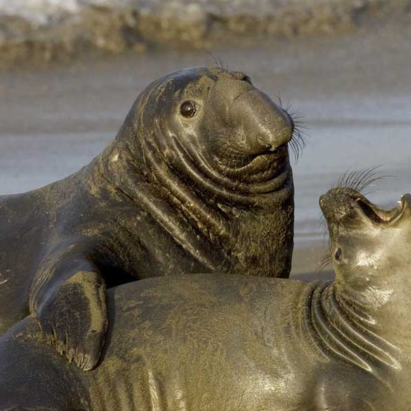 Walruses Sex, Making Noise During Sex