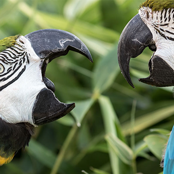 parrots arguing
