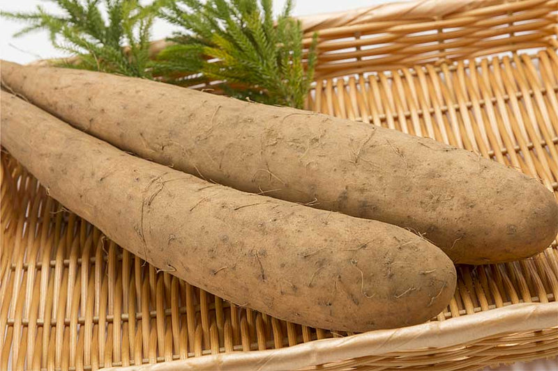 Yam Lube | Is It Safe? | What You Should Know Before Using Yam Lube | Is It Safe? | What You Should Know Before Using
